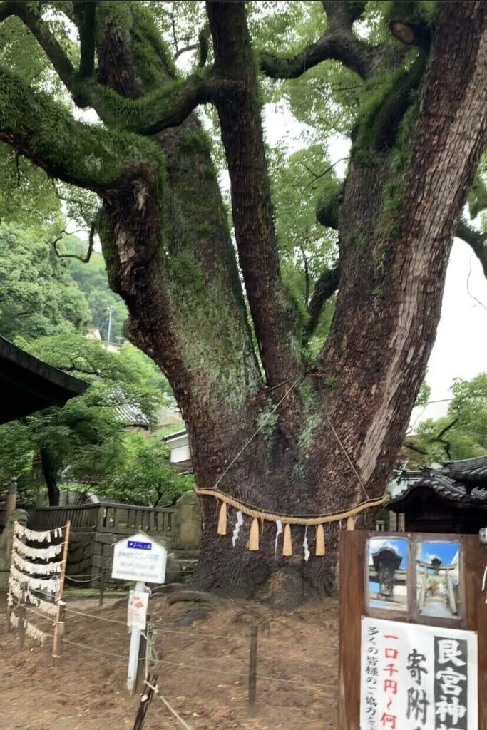 艮神社楠