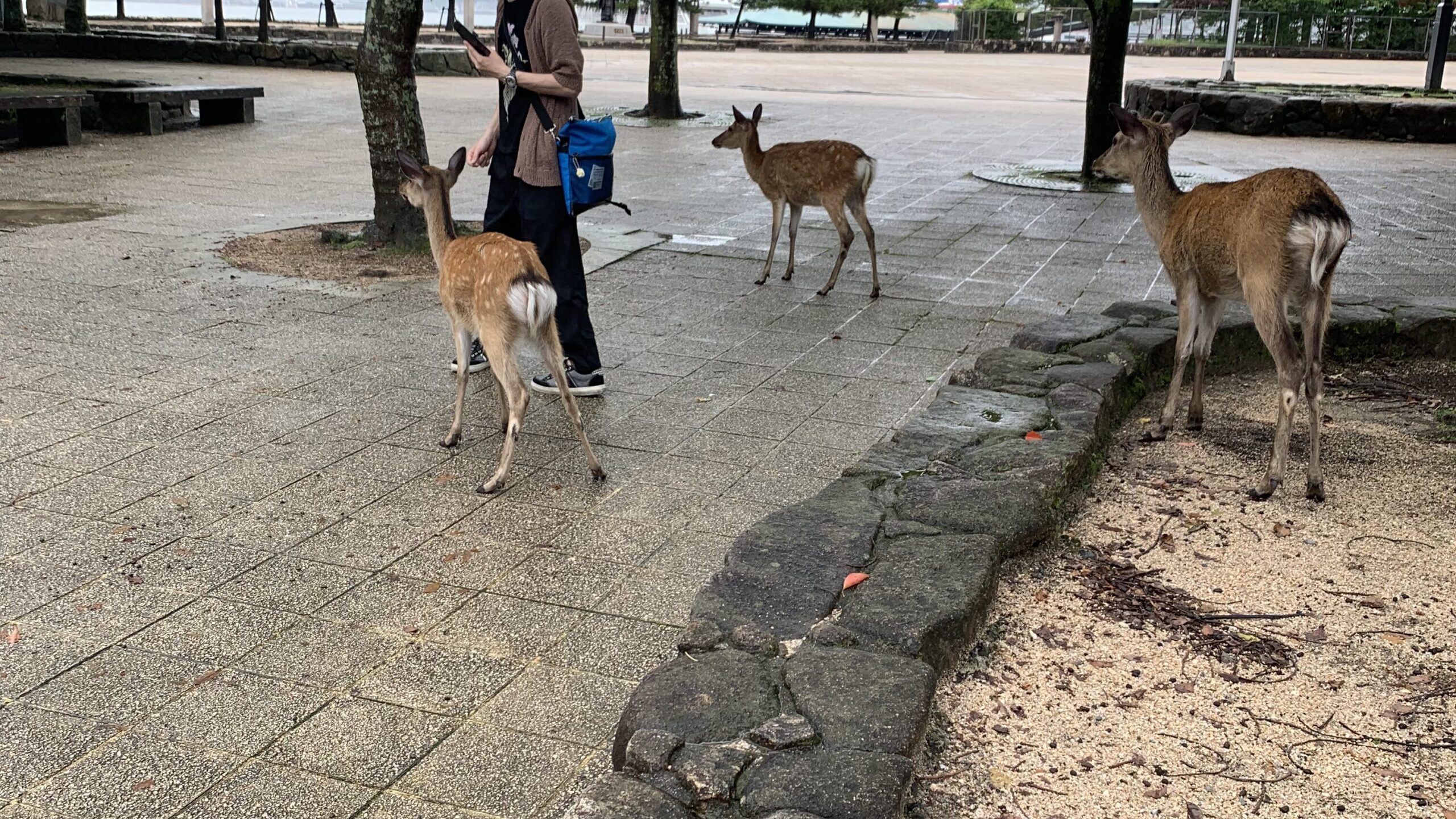 宮島鹿