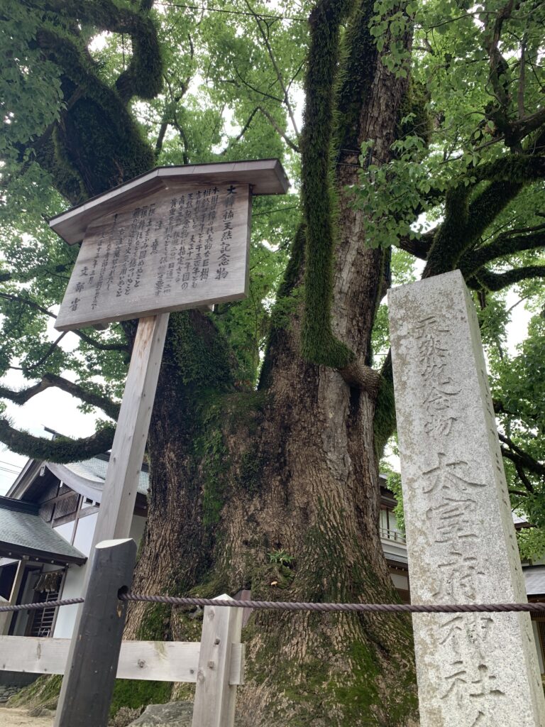 太宰府天満宮大樟