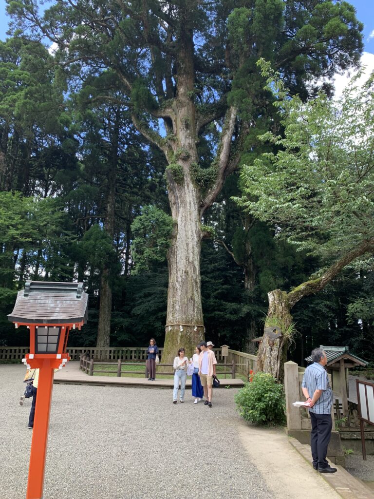 霧島神宮ご神木