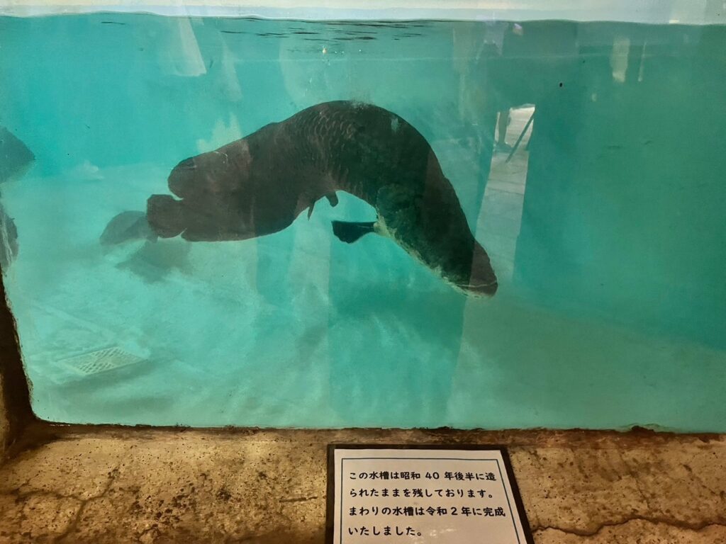 白池地獄熱帯魚館ピラルク