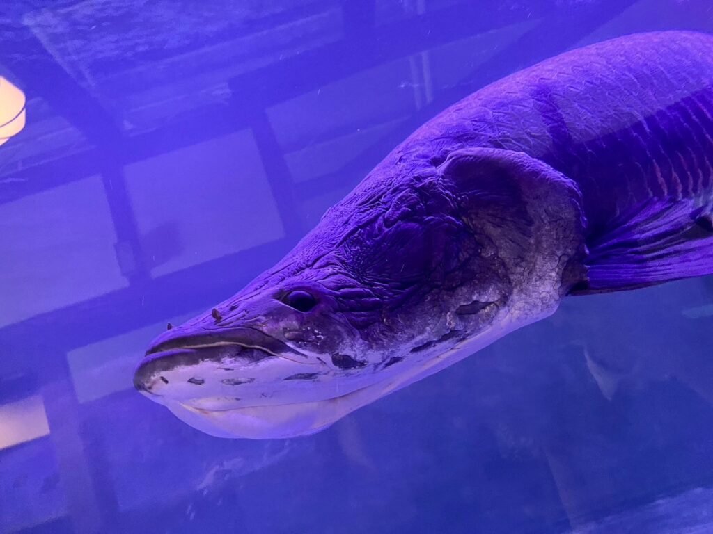 白池地獄熱帯魚館