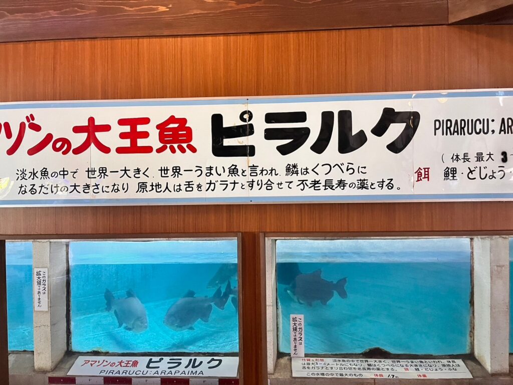白池地獄熱帯魚館ピラルク