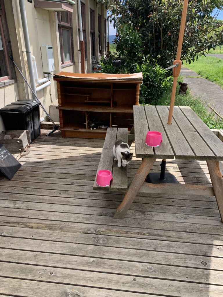 田代島島のえき猫
