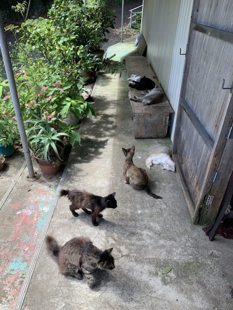 阿部ツ商店猫