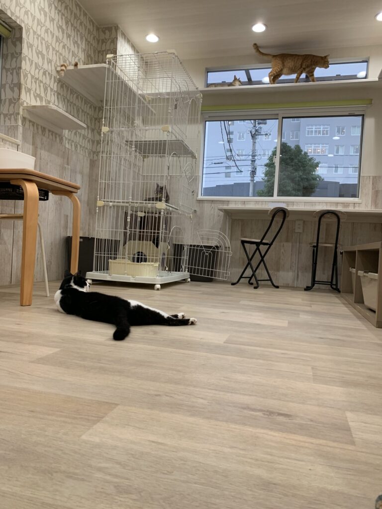 ねことあそぼう ハッピーキャッツ 猫ルーム