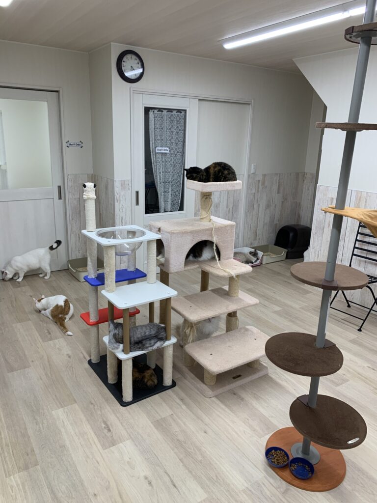 ねことあそぼう ハッピーキャッツ 猫ルーム