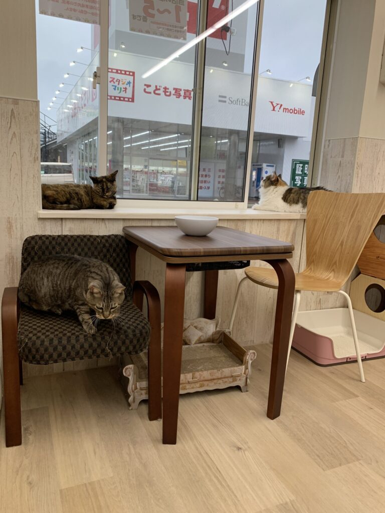 ねことあそぼう ハッピーキャッツ 猫ルーム