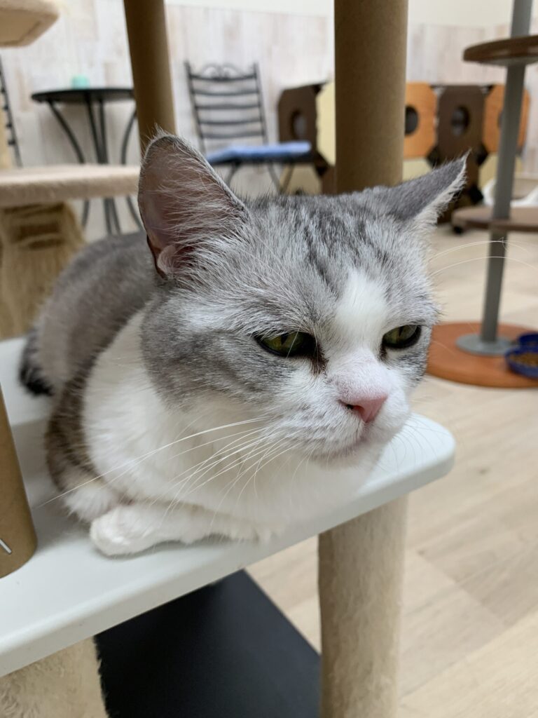 ねことあそぼう ハッピーキャッツ 猫