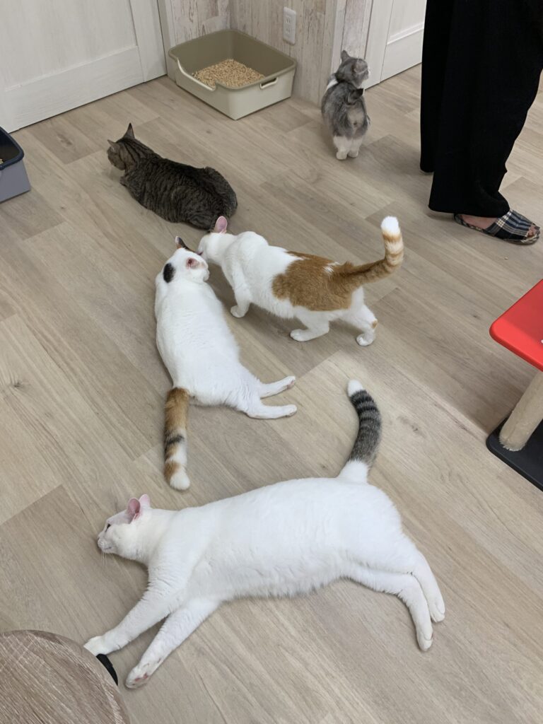ねことあそぼう ハッピーキャッツ 猫ルーム