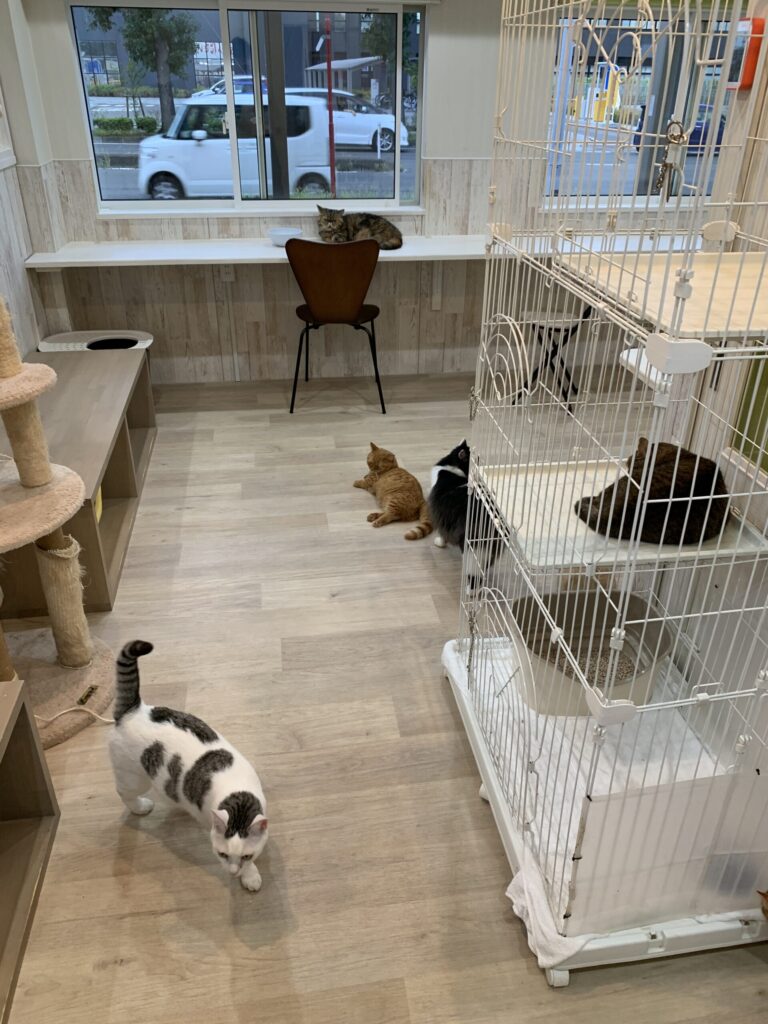 ねことあそぼう ハッピーキャッツ 猫ルーム