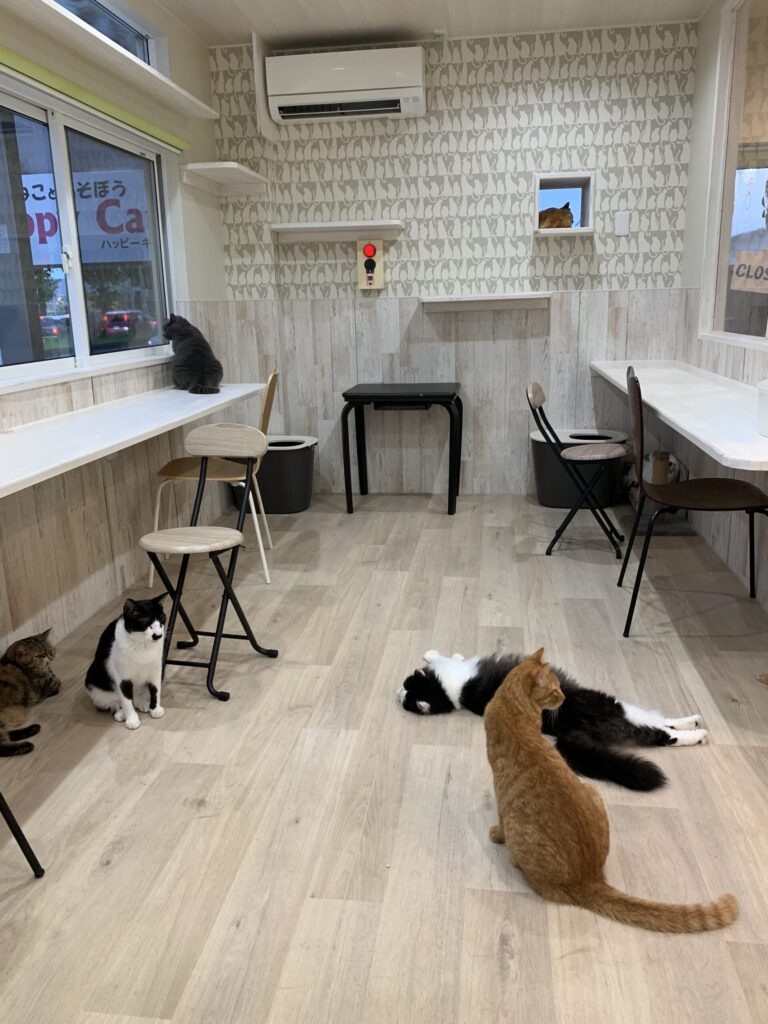 ねことあそぼう ハッピーキャッツ 猫ルーム