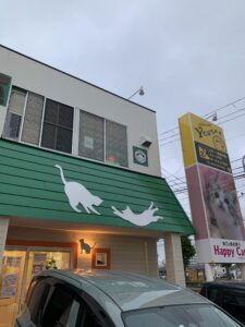 仙台・泉区で猫とまったり過ごすなら「ハッピーキャッツ」で癒しのふれあい時間を...
