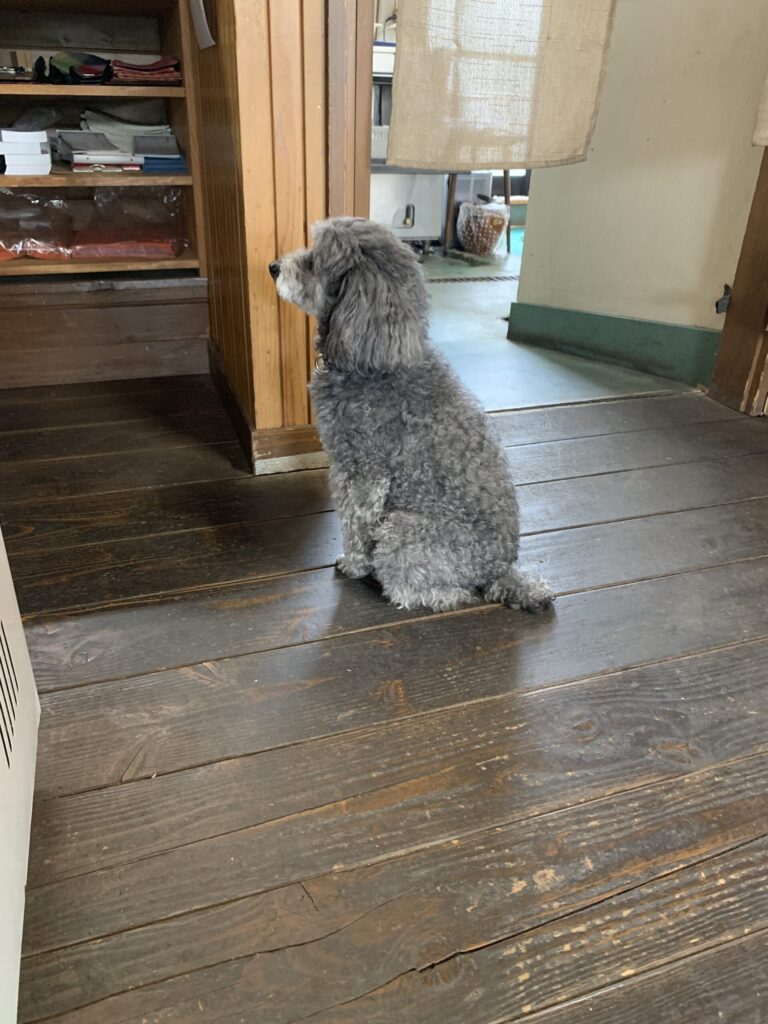 Rice field看板犬ココちゃん