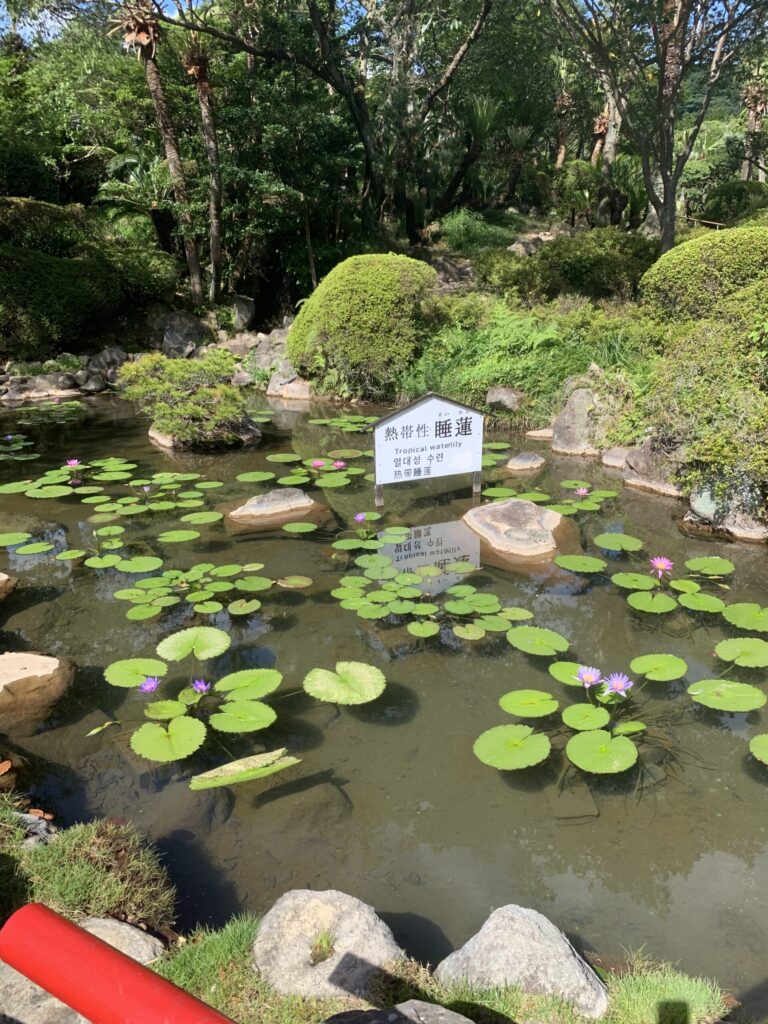 海地獄睡蓮