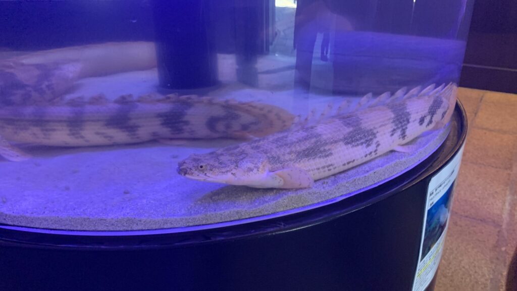白池地獄熱帯魚館