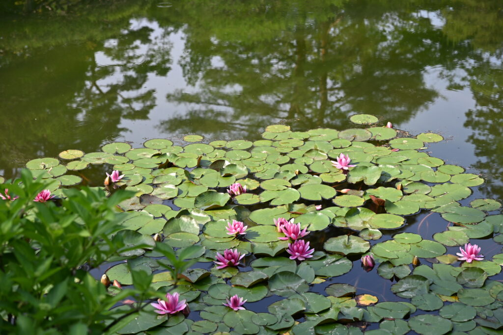輪王寺庭園蓮