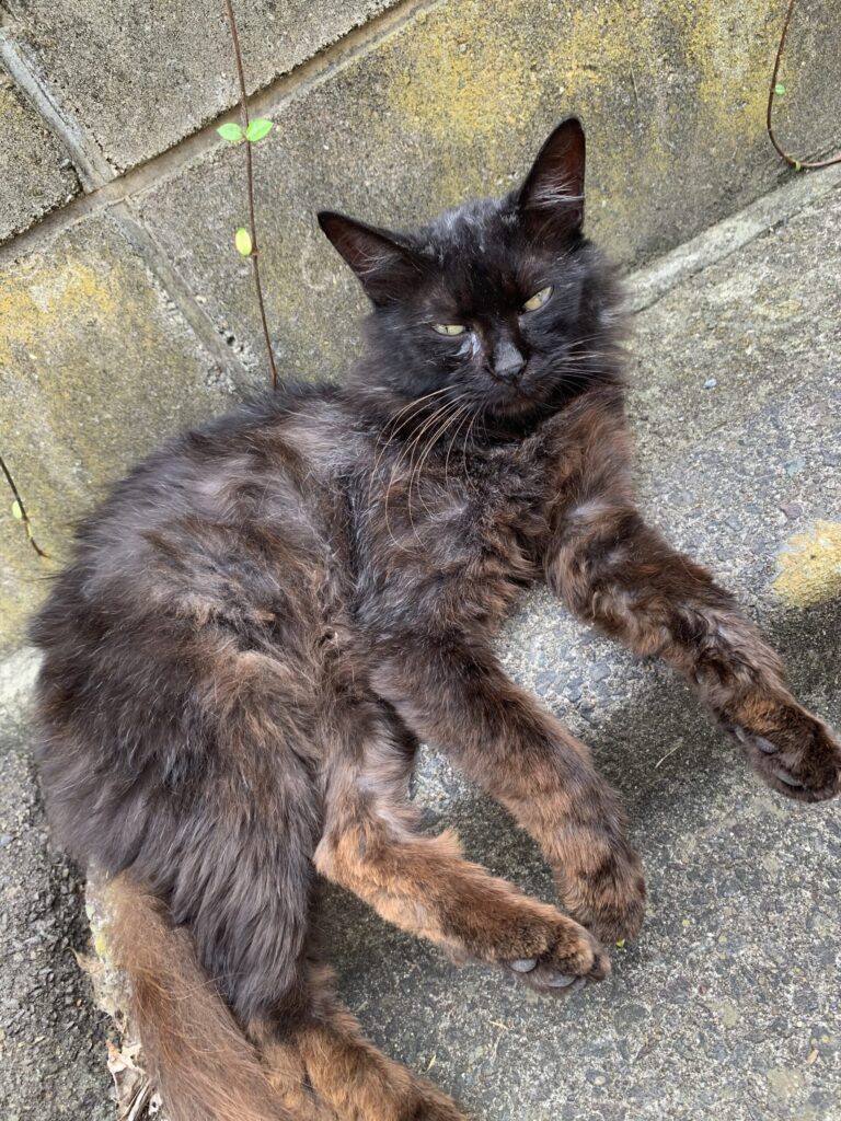 田代島猫