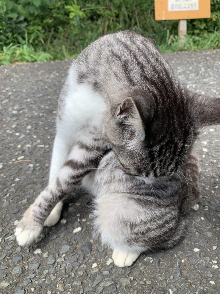 田代島猫