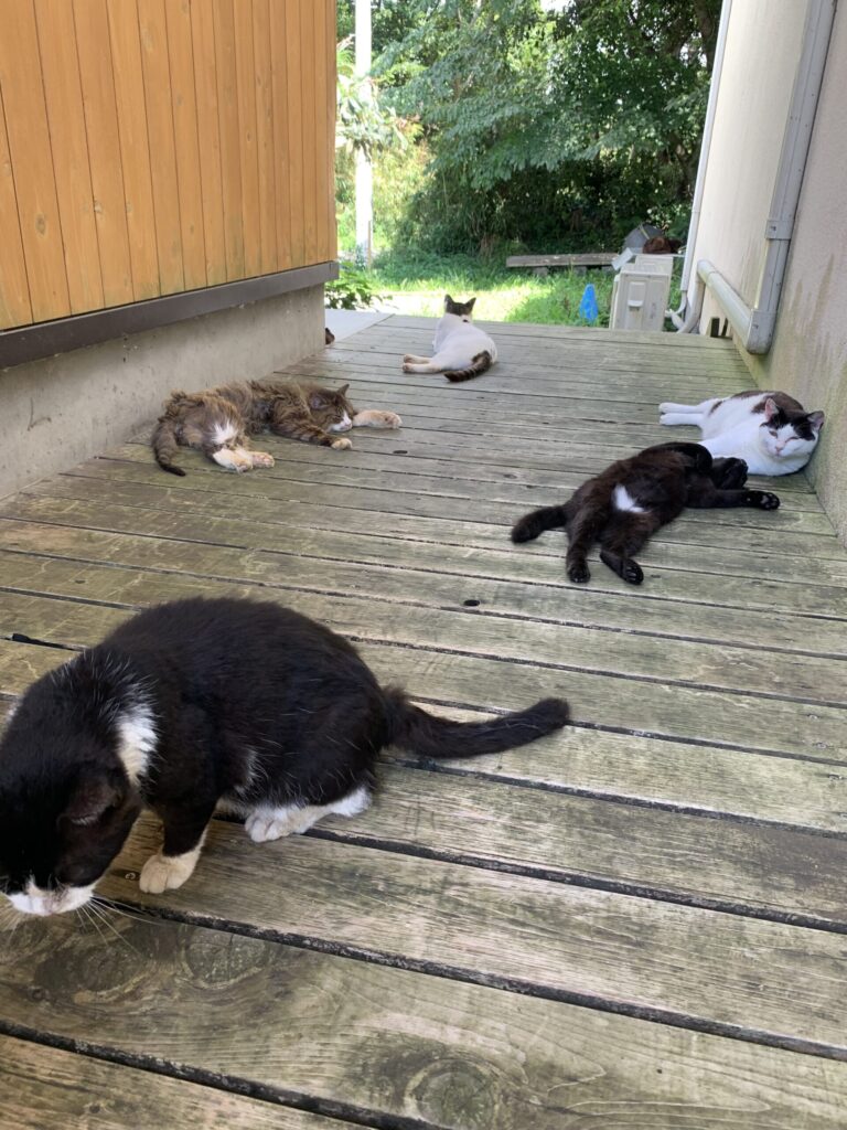 田代島島のえき猫