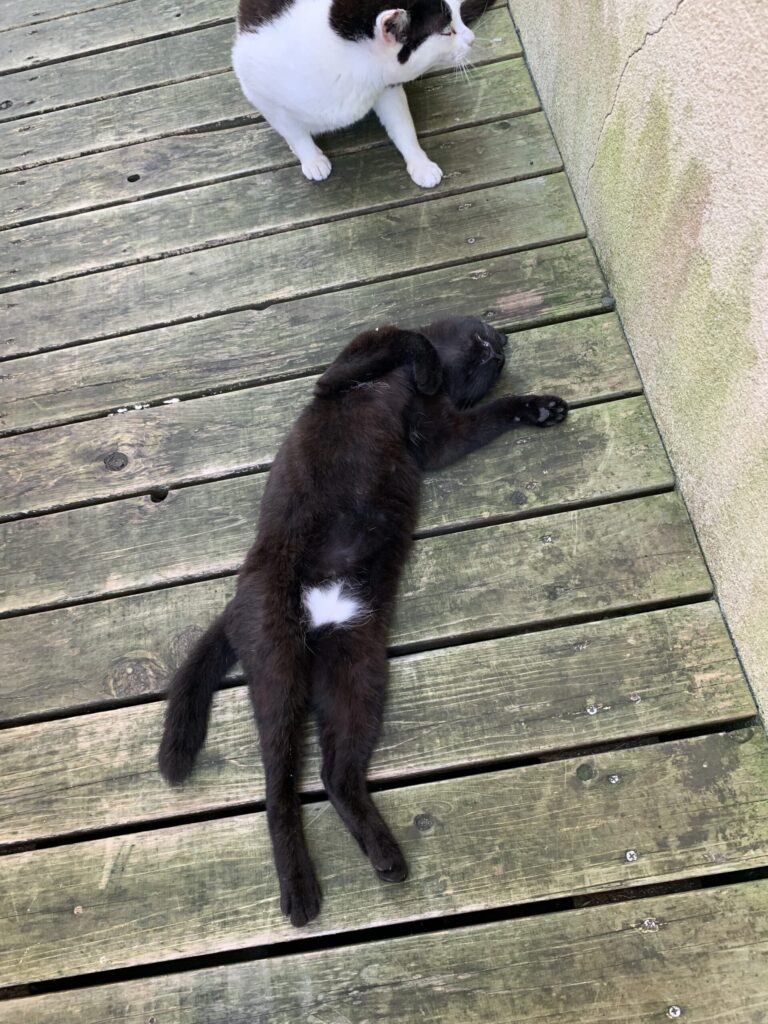 田代島島のえき猫