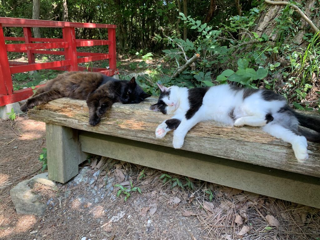 田代島猫神社猫