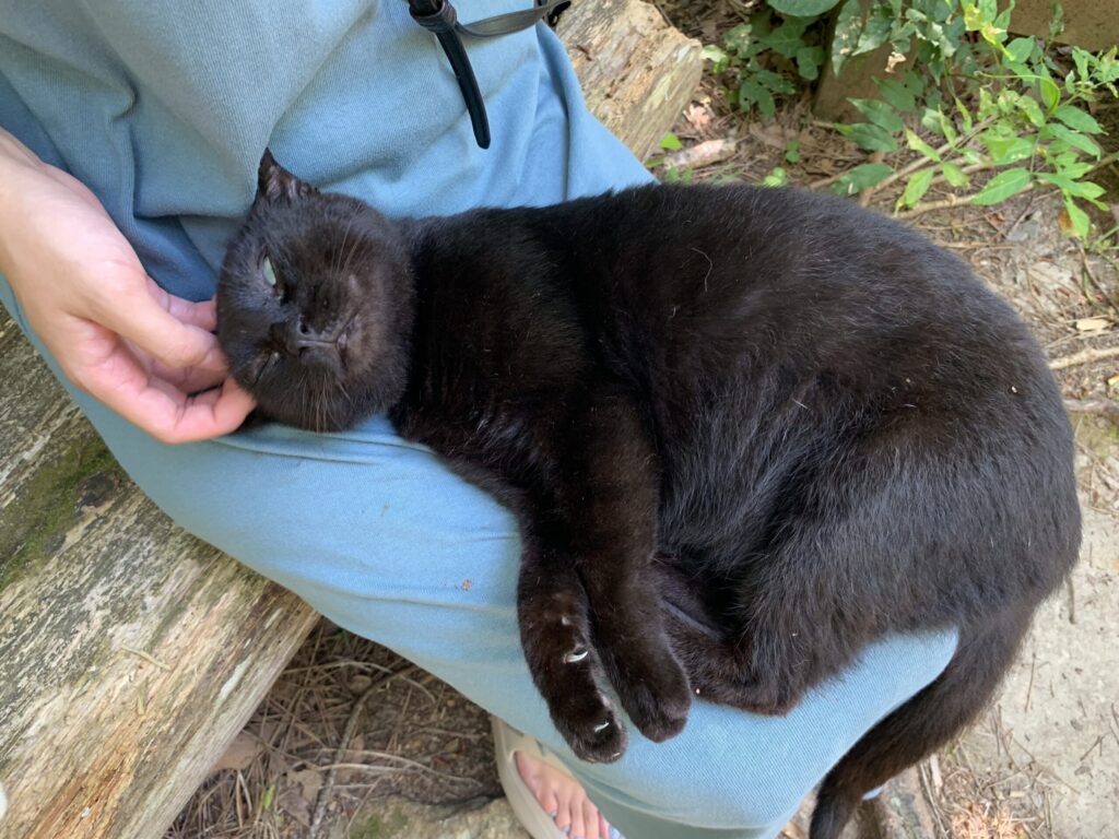 田代島猫神社猫