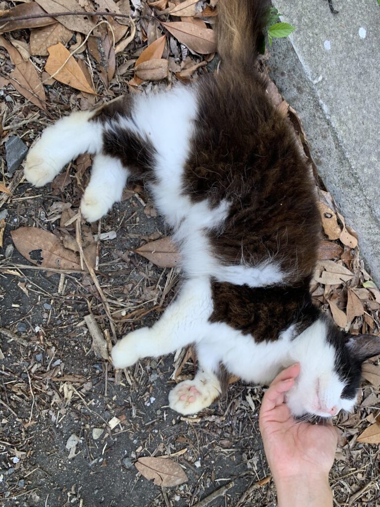 田代島猫