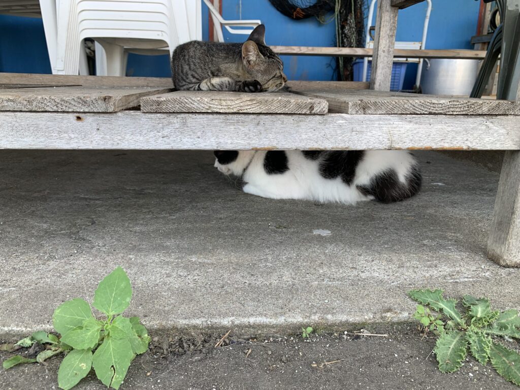 田代島田代食堂猫