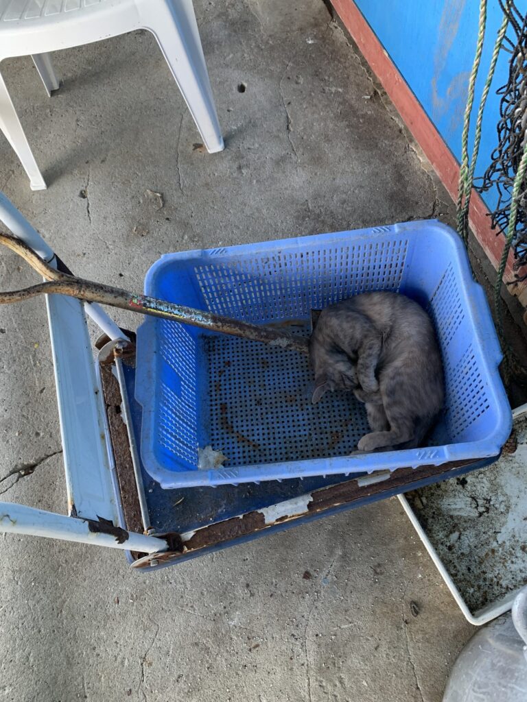 田代島田代食堂猫