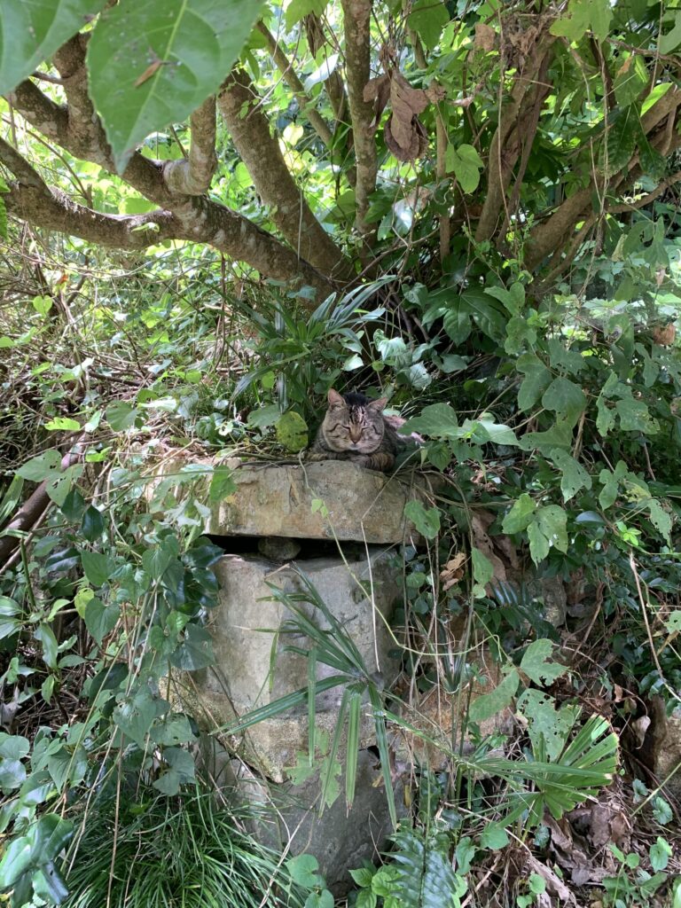 田代島猫