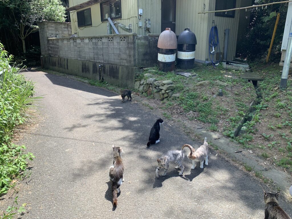 田代島猫
