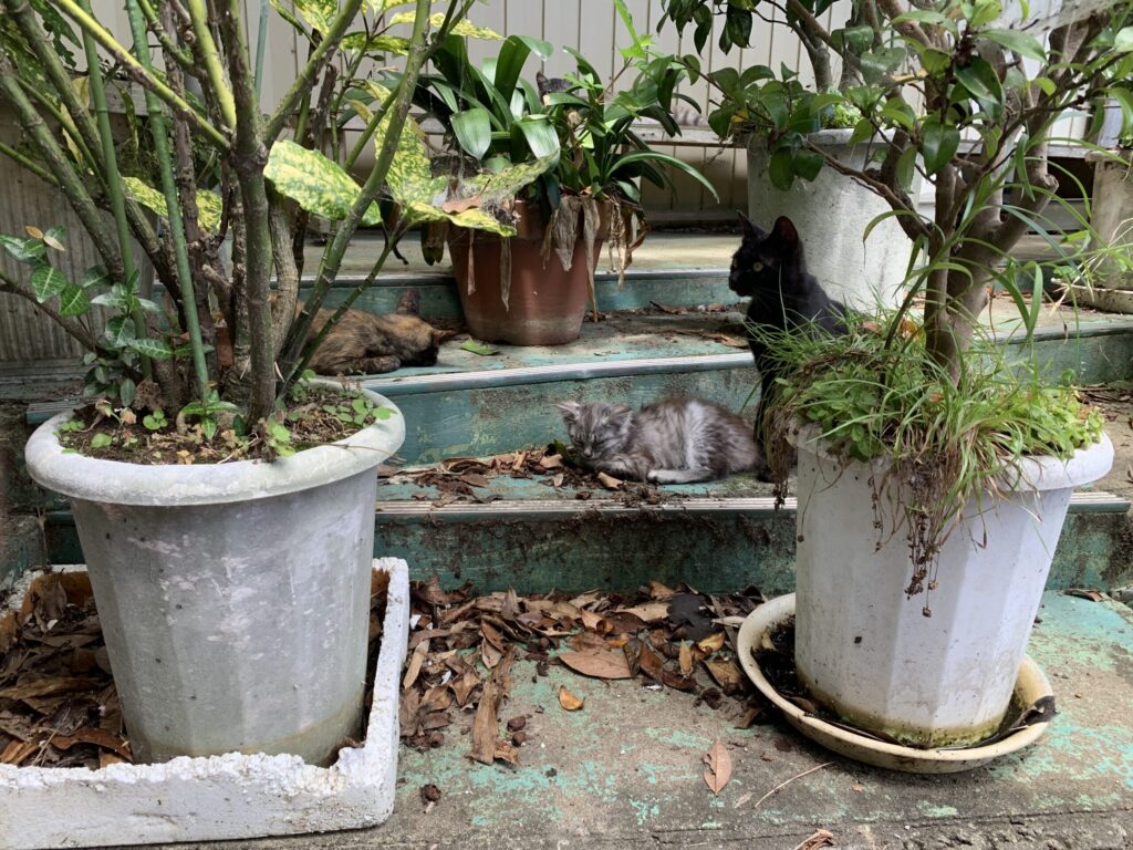 阿部ツ商店猫