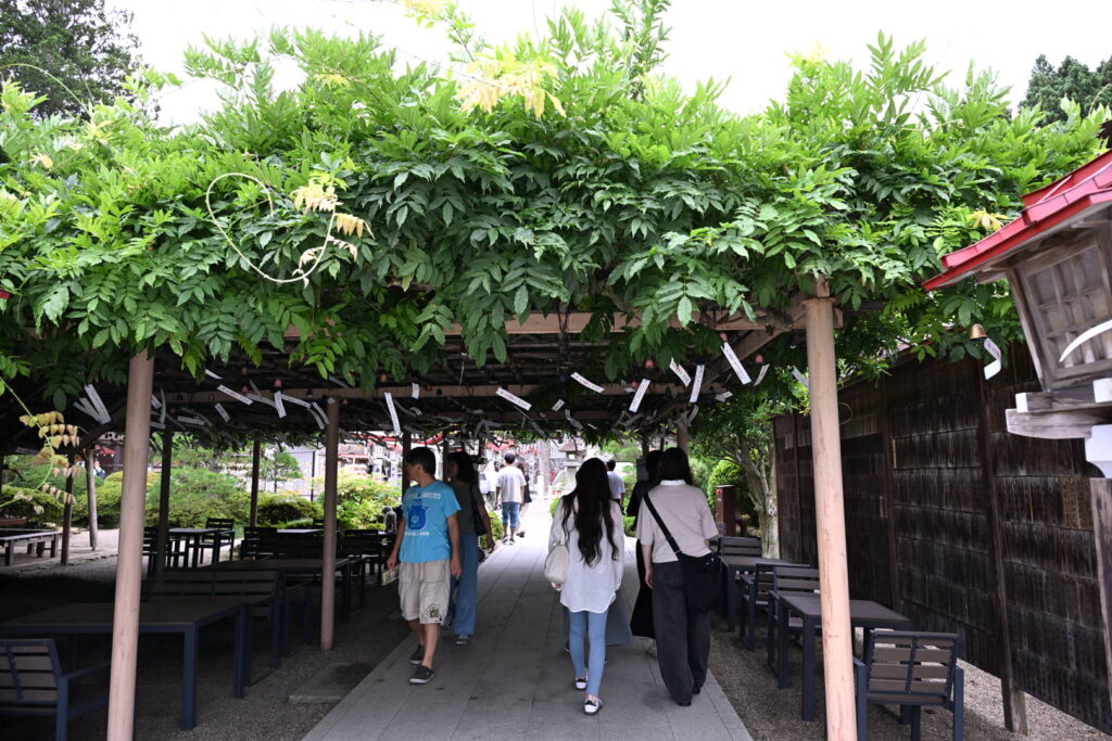 金蛇水神社 九竜の藤棚