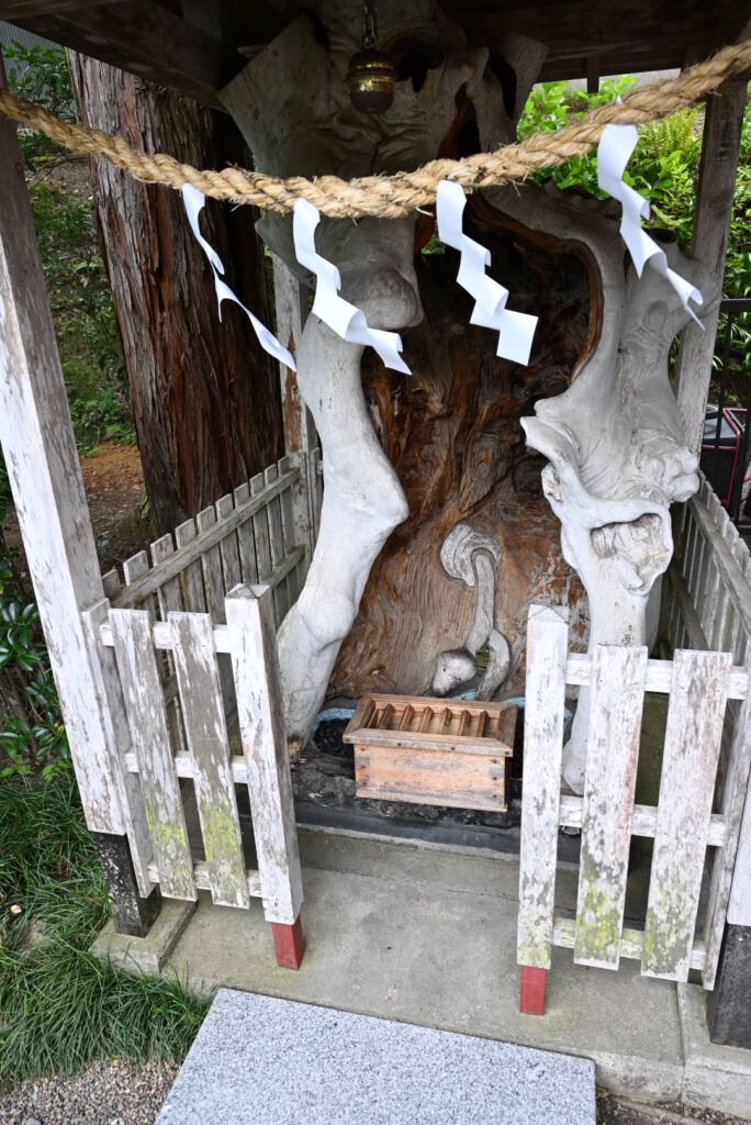 金蛇水神社 御神木