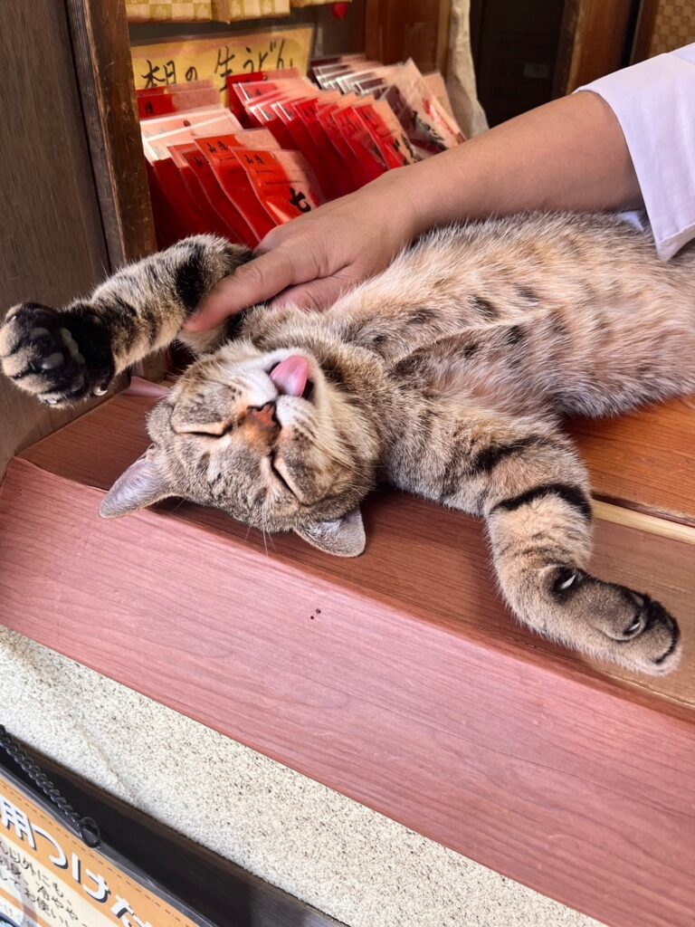 山越うどんお土産売り場猫
