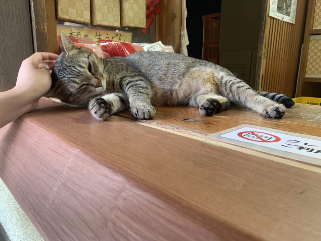 山越うどんお土産売り場猫