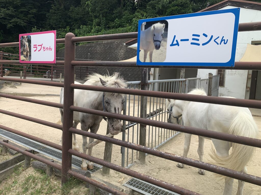 岡崎市東公園動物園ポニー