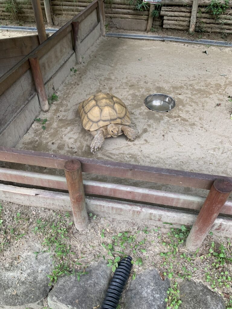 岡崎市東公園動物園リクガメ