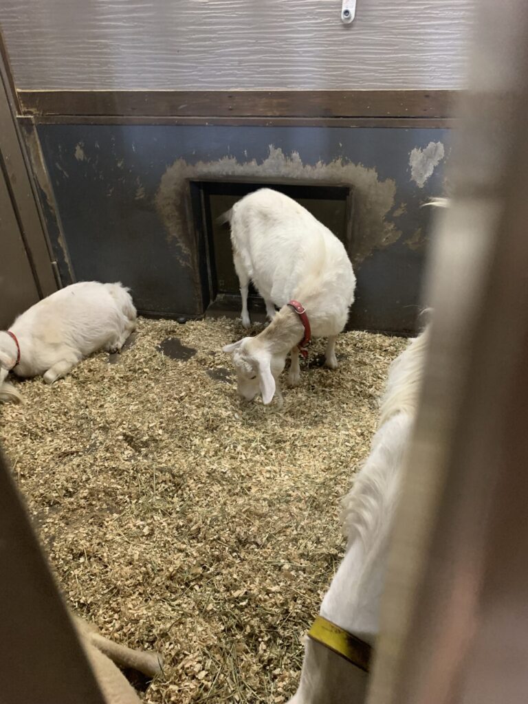 岡崎市東公園動物園ヤギ