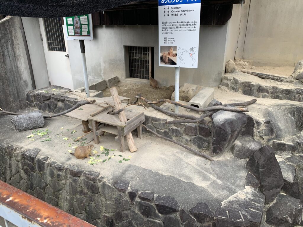 岡崎市東公園動物園オグロプレーリードッグ