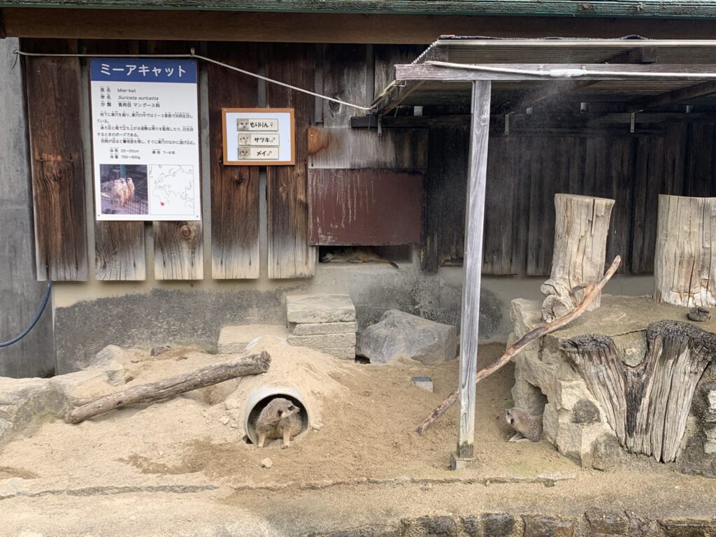 岡崎市東公園動物園ミーアキャット