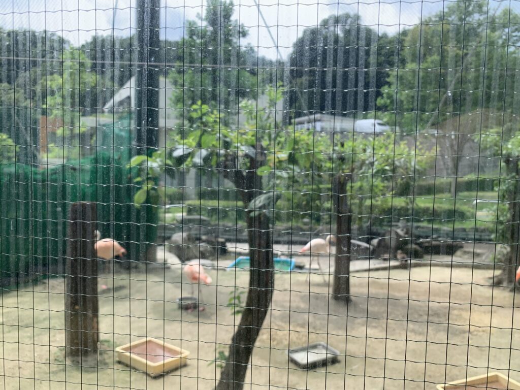 岡崎市東公園動物園フラミンゴ