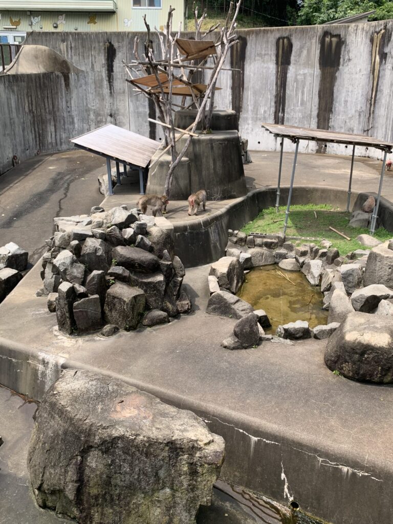 岡崎市東公園動物園猿